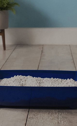 /sites/g/files/fnmzdf6266/files/2024-09/how-to-litter-train-a-cat-and-why-its-never-too-late-xl_1651654289526_0.jpeg