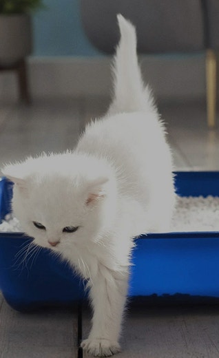 /sites/g/files/fnmzdf6266/files/2024-09/where-to-put-the-cat-litter-box-the-dos-and-donts-xl_1649933906721_1.jpg