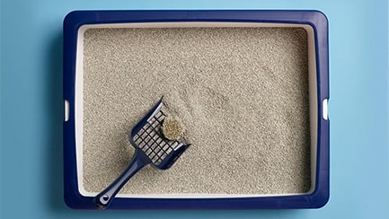 4 things you need to know about keeping a cat litter box clean