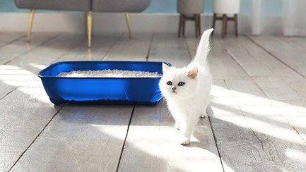 How to litter-train a kitten: Our quick and easy guide