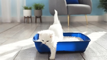 Cat litter tray basics