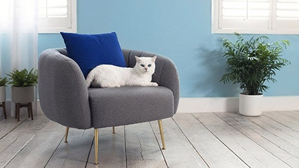 Warum pinkelt meine Katze in die Wohnung?