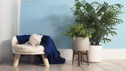 Katze putzt sich das Fell