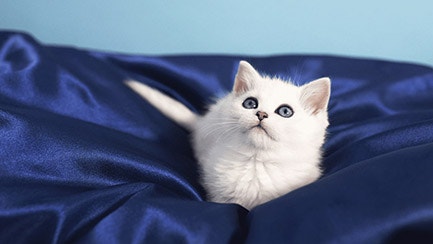 Warum pinkelt meine Katze ins Bett?