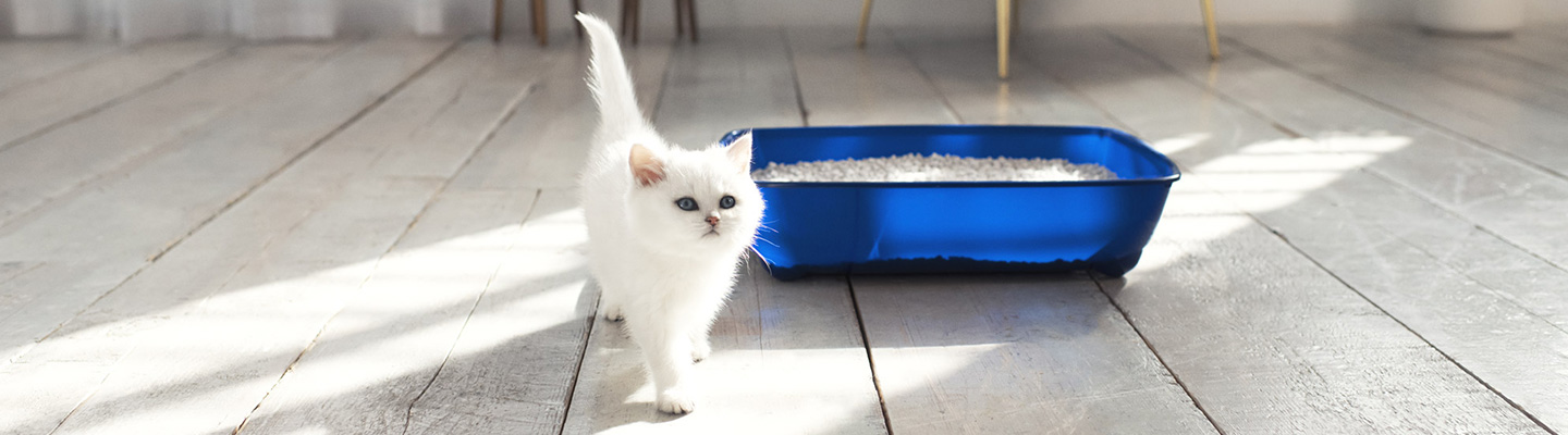 White kitten walking away from a clean litter tray