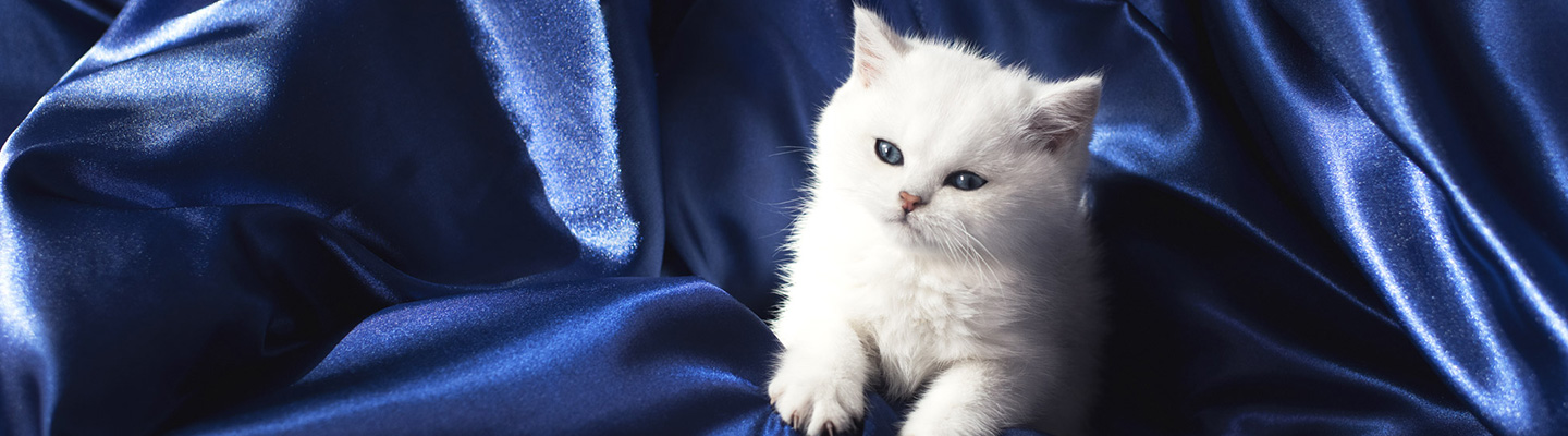 White kitten sitting in a blue silk blanket