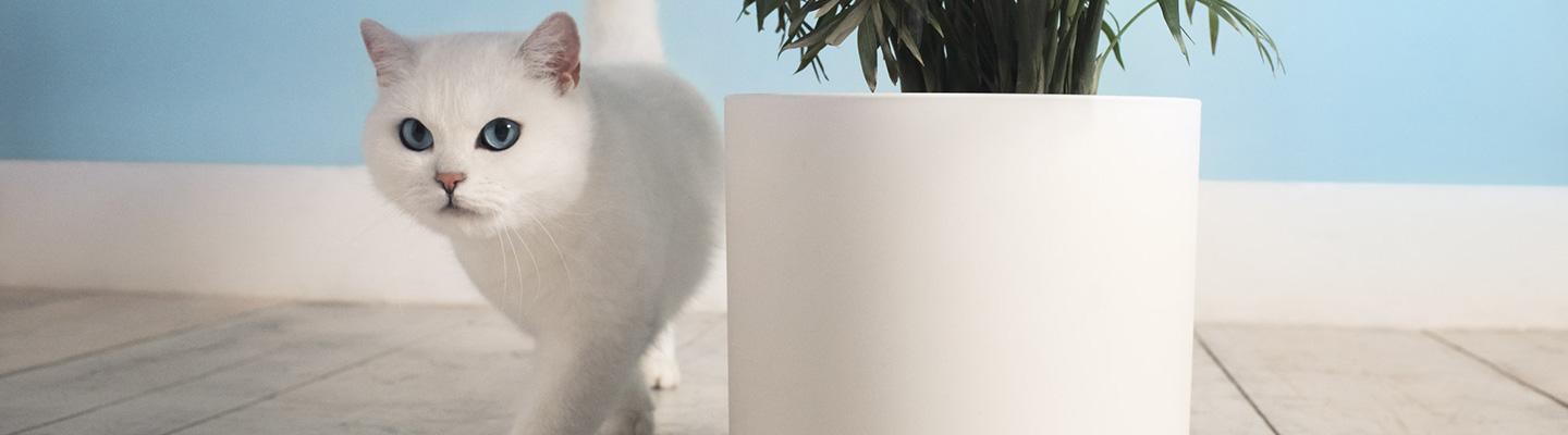 White cat hiding behind a plant
