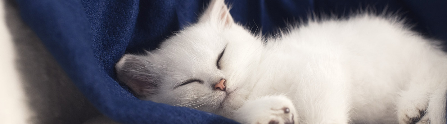 White kitten sleeping on a blue blanket