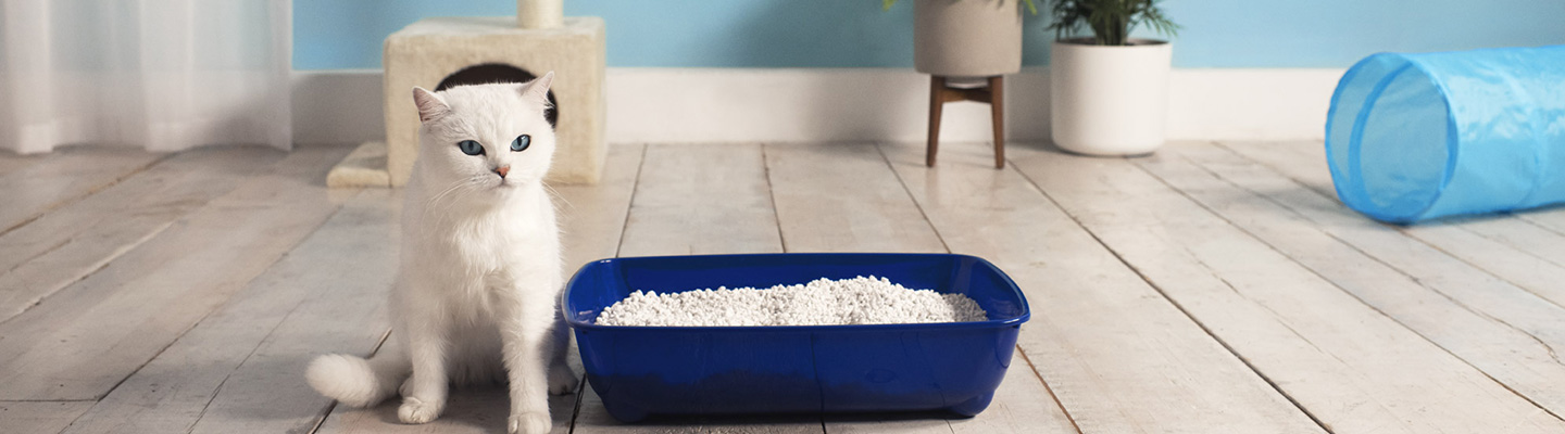 White cat sitting next to a clean litter tray