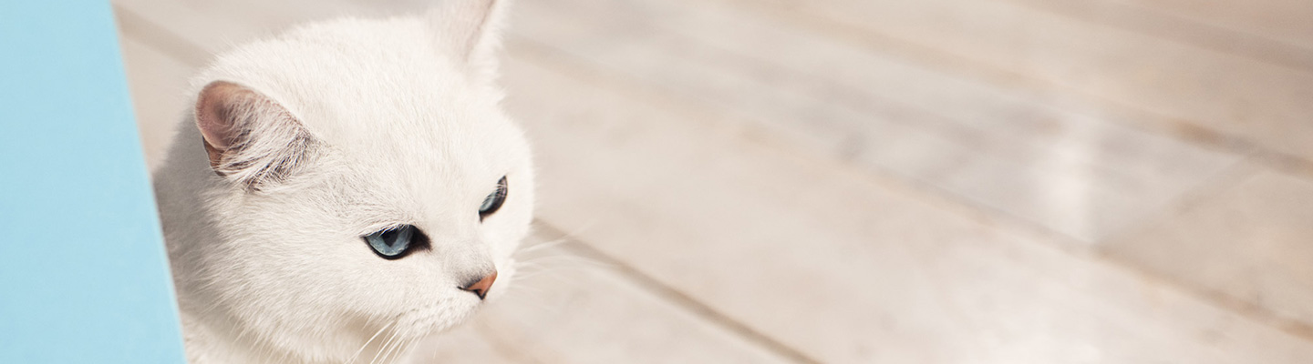 White cat coming round a corner